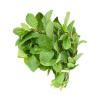 Fresh Mint